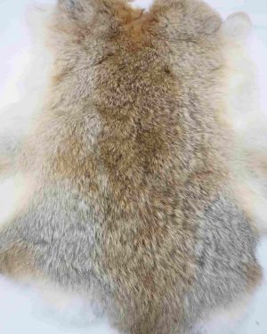 Pieles de conejo rabbit